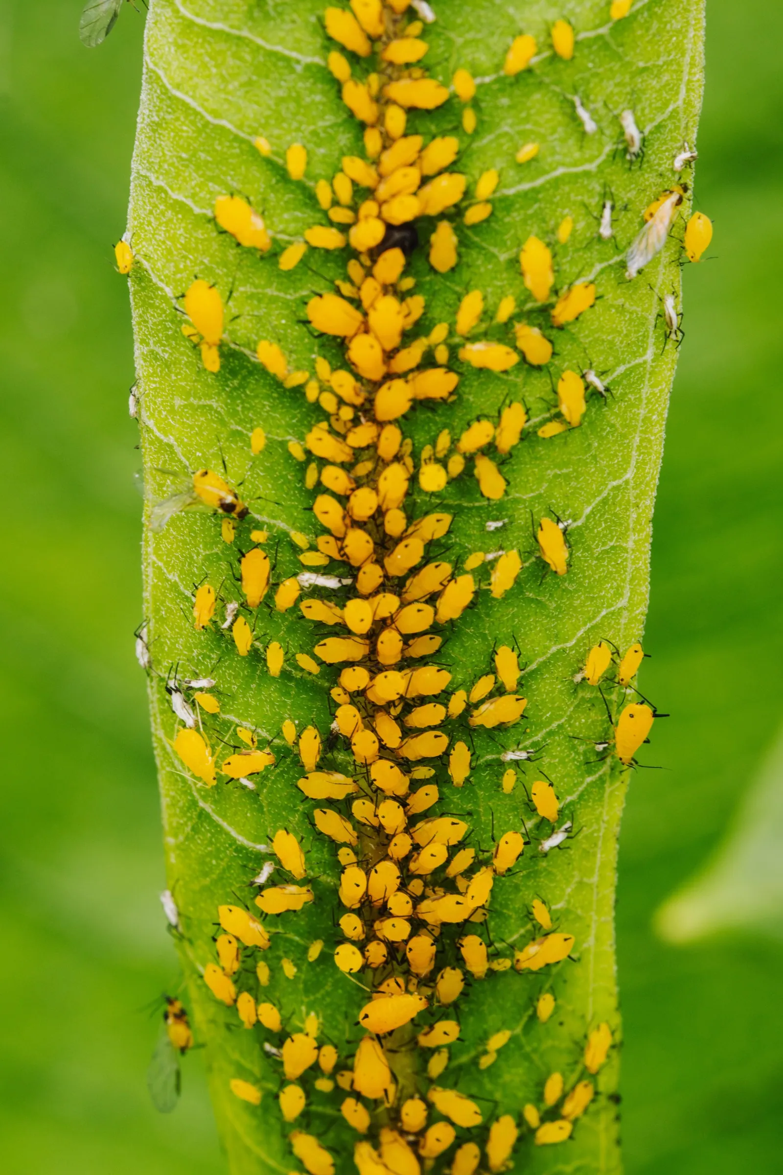 A colony of yellow aphids massed along the vein of a leaf