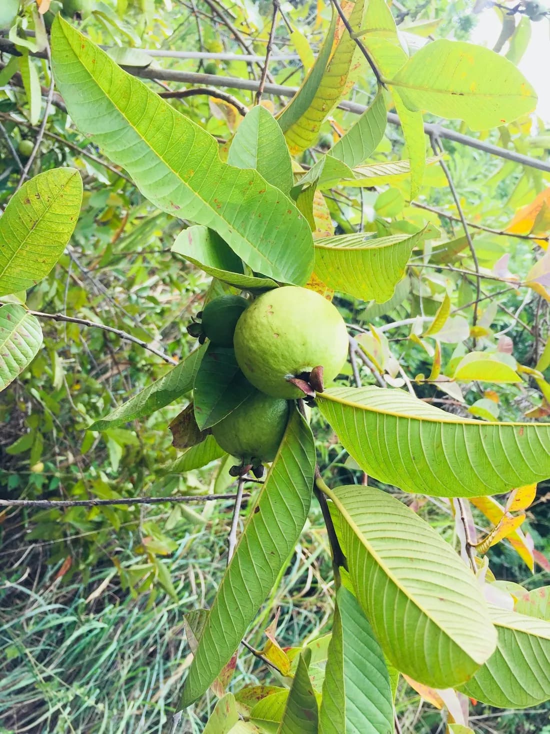 Guava fruit growing among green leaves