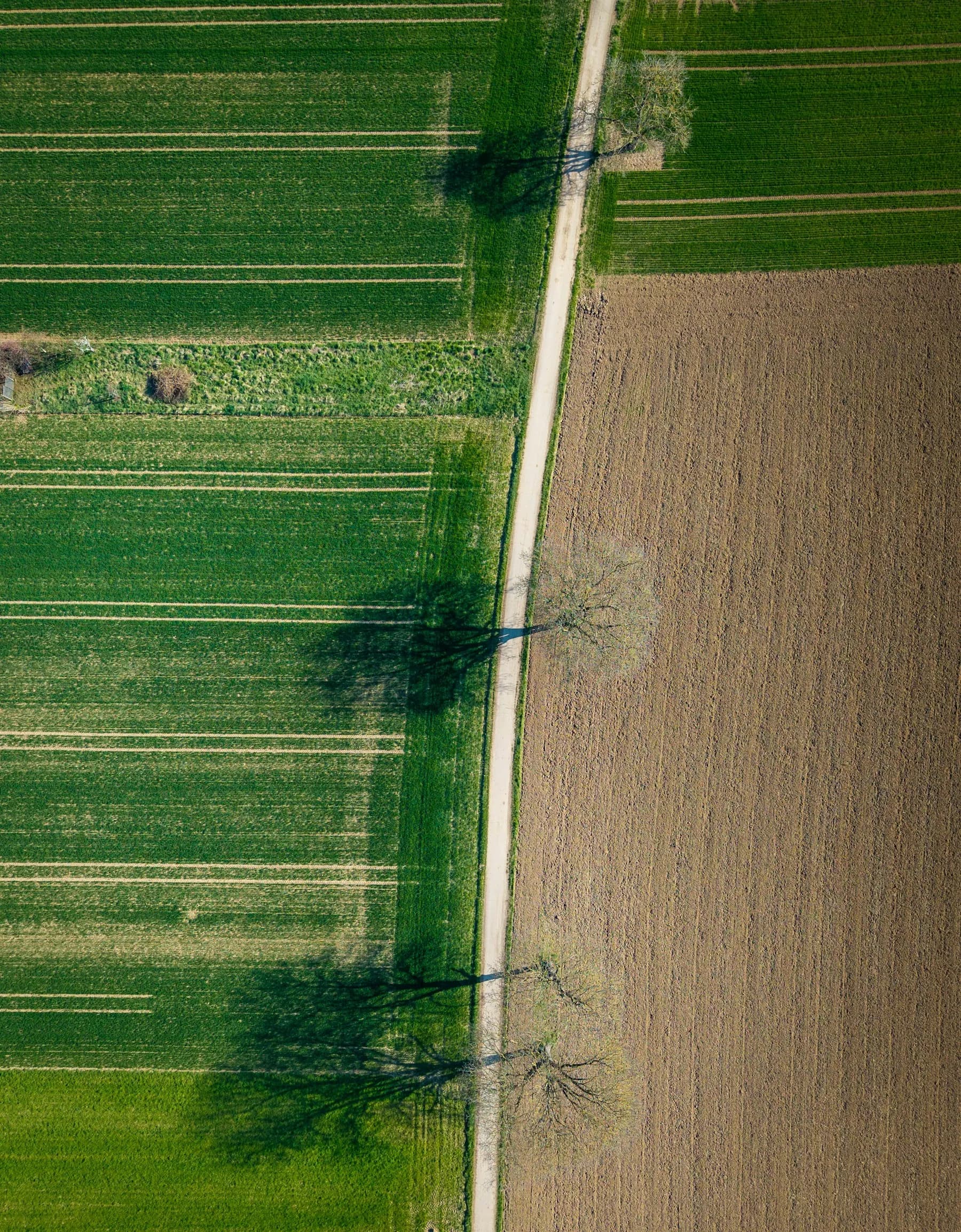 Farmland divided into cultivated and fallow blocks around a lone tree