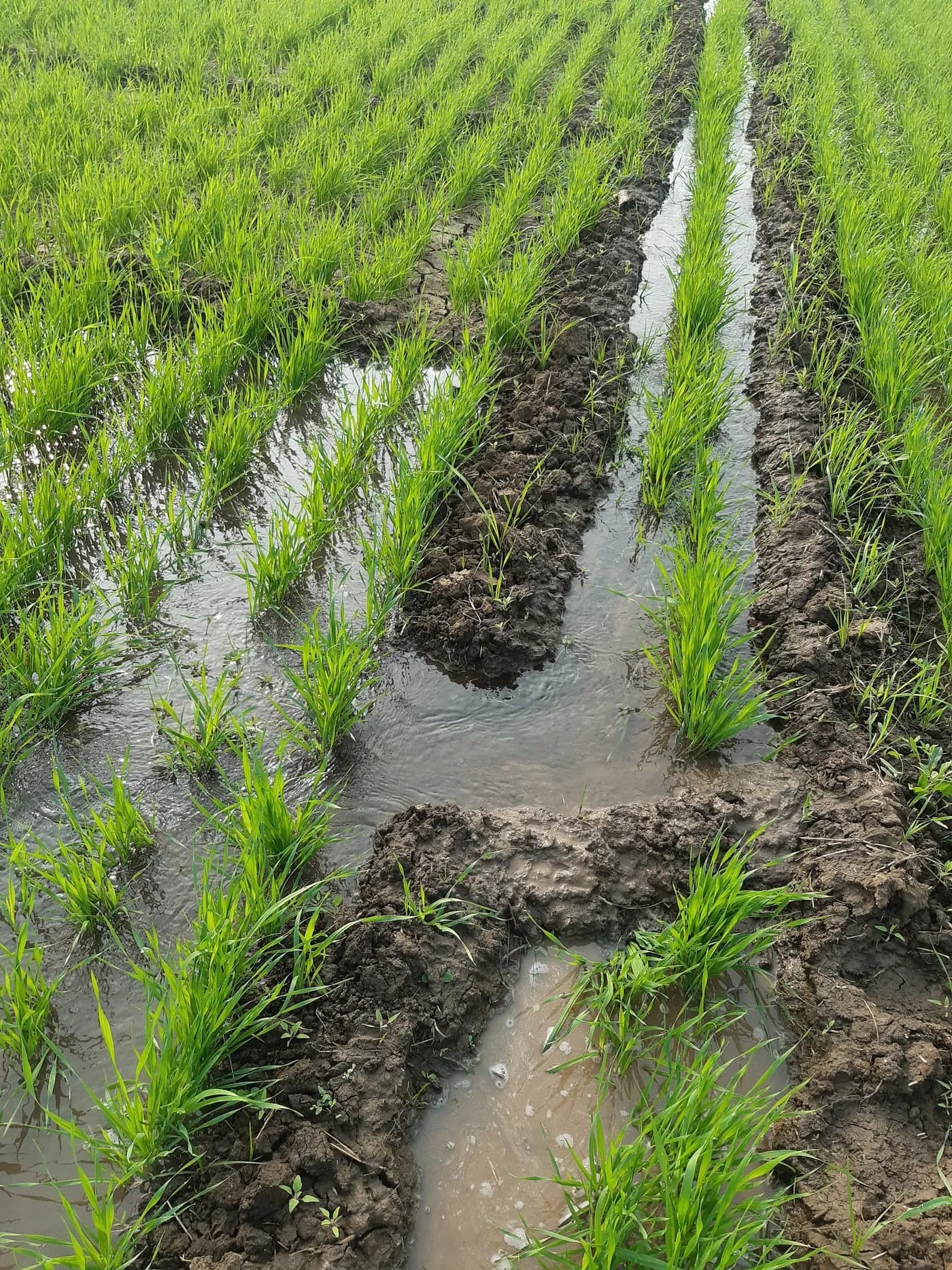 Irrigation water running down the furrows between rows of a young crop