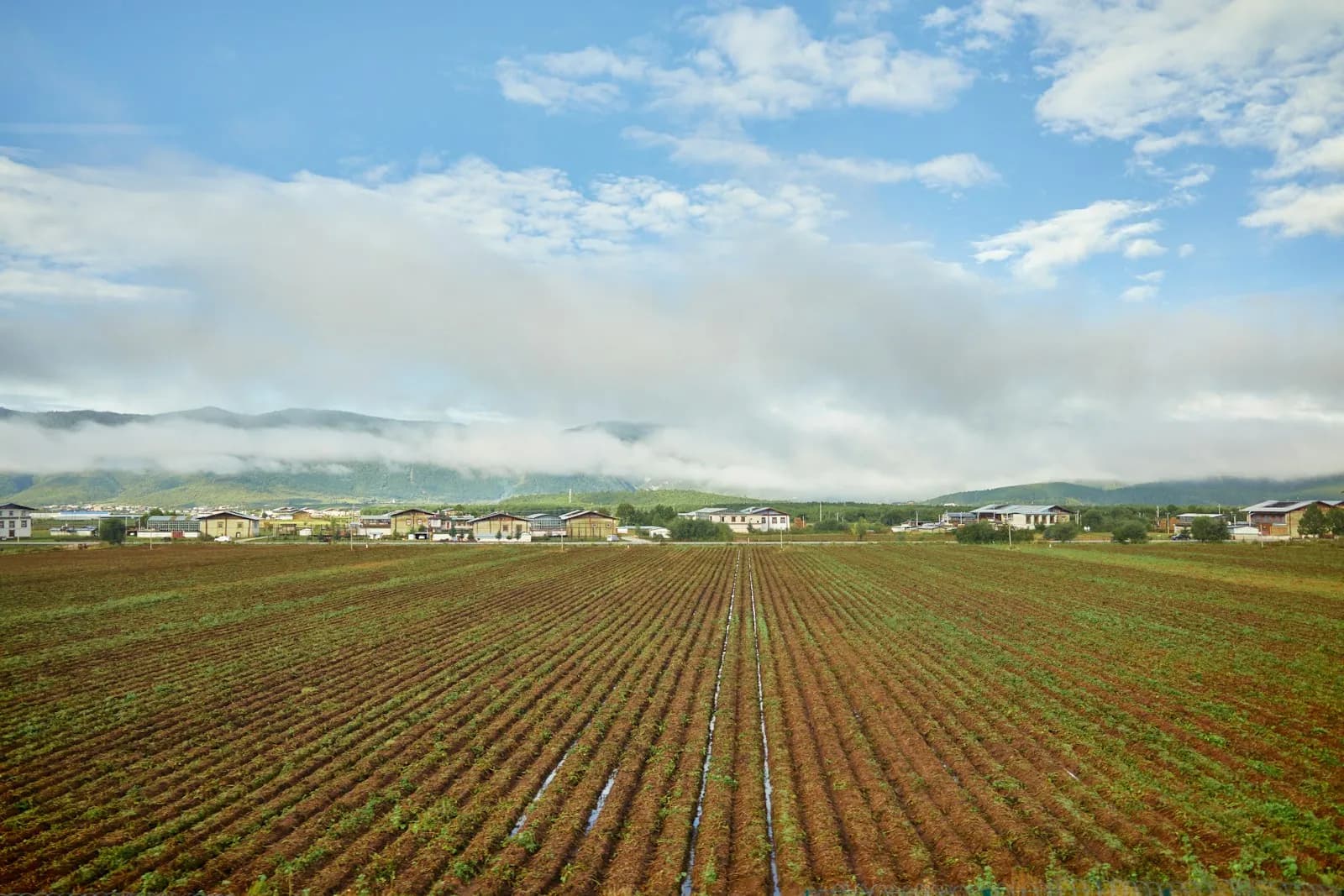 Converging furrows in a freshly prepared field