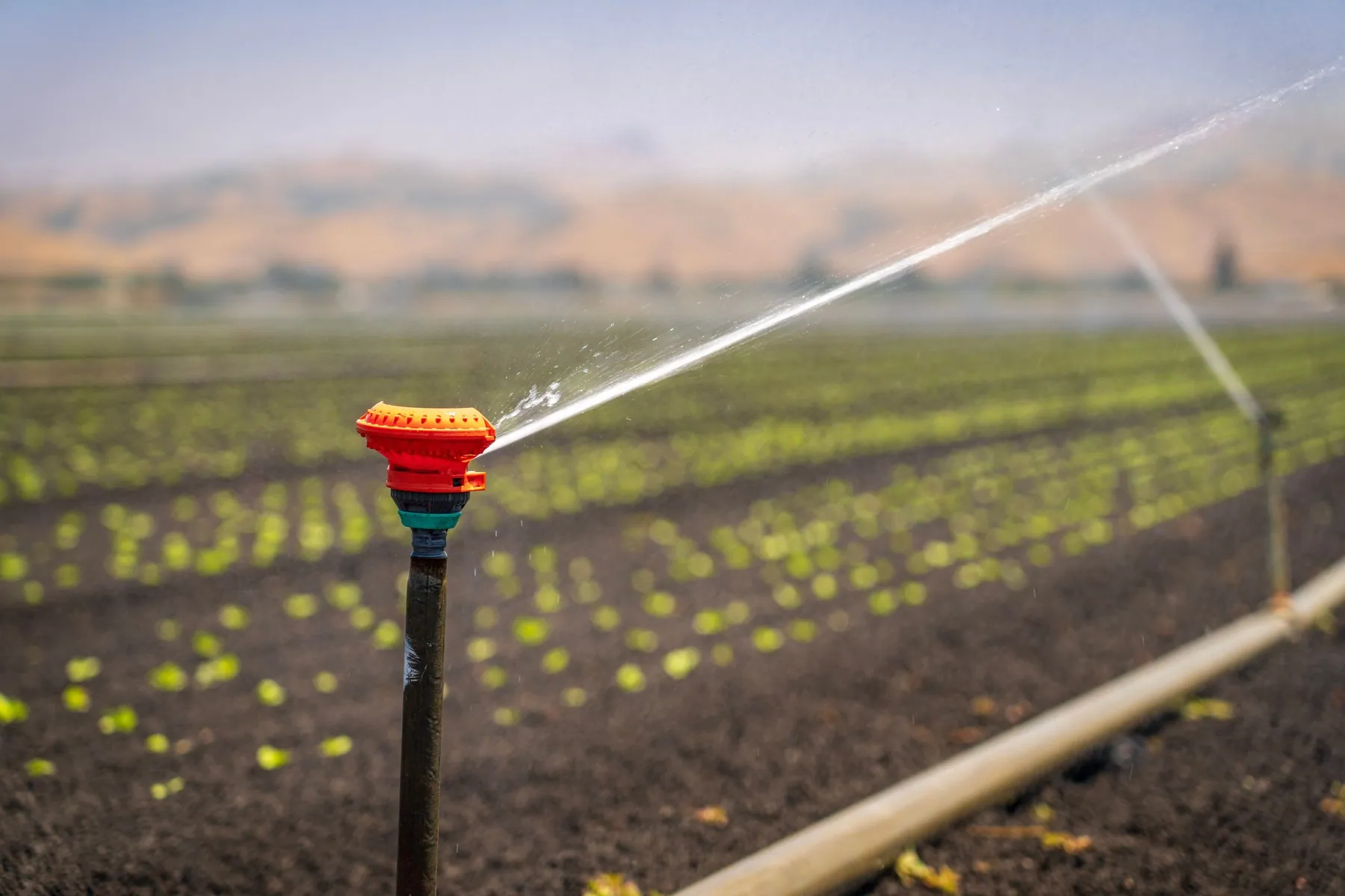 A sprinkler watering young plants across a prepared field