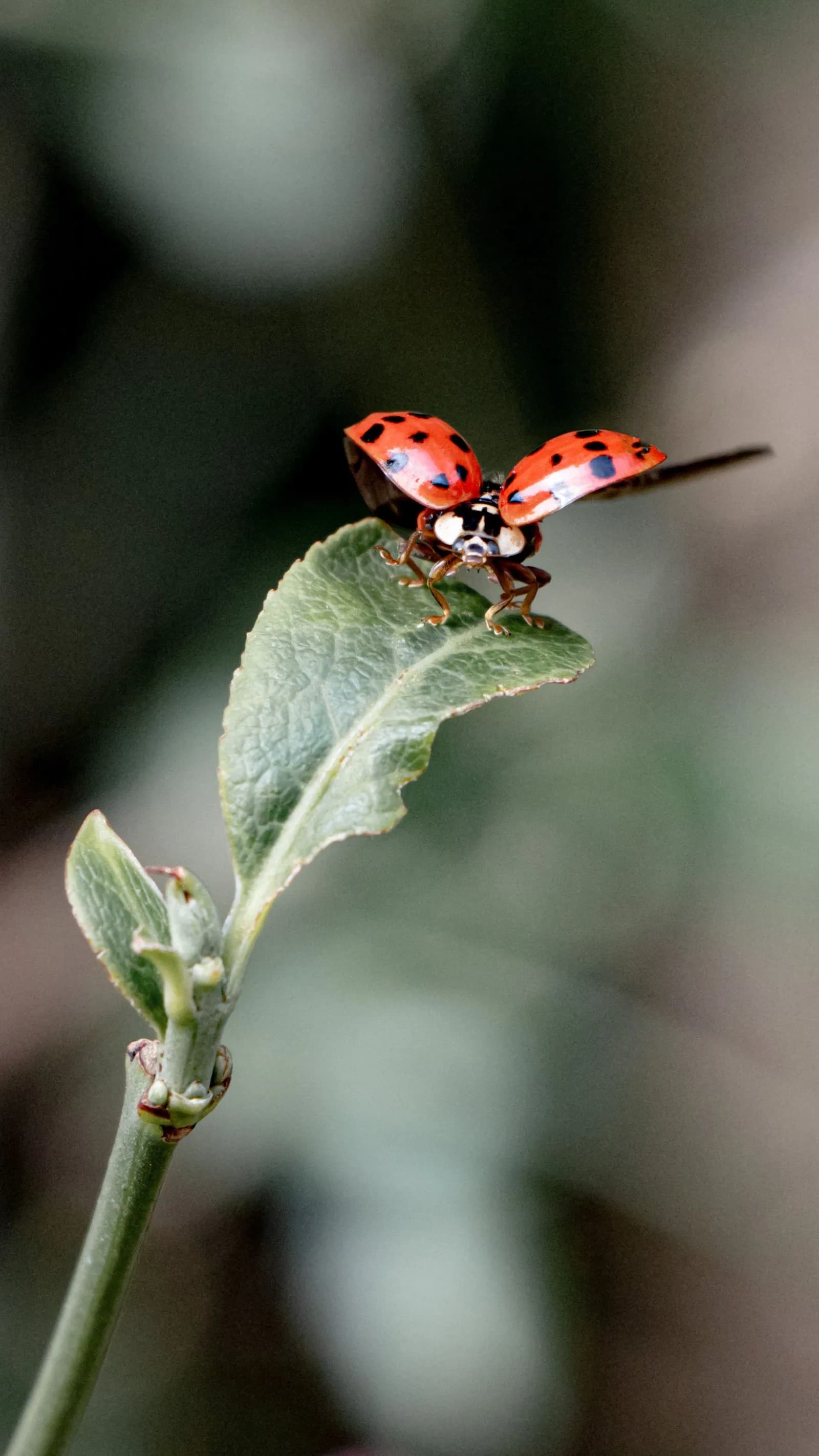 A ladybird beetle on a leaf, one of the predators an IPM programme protects