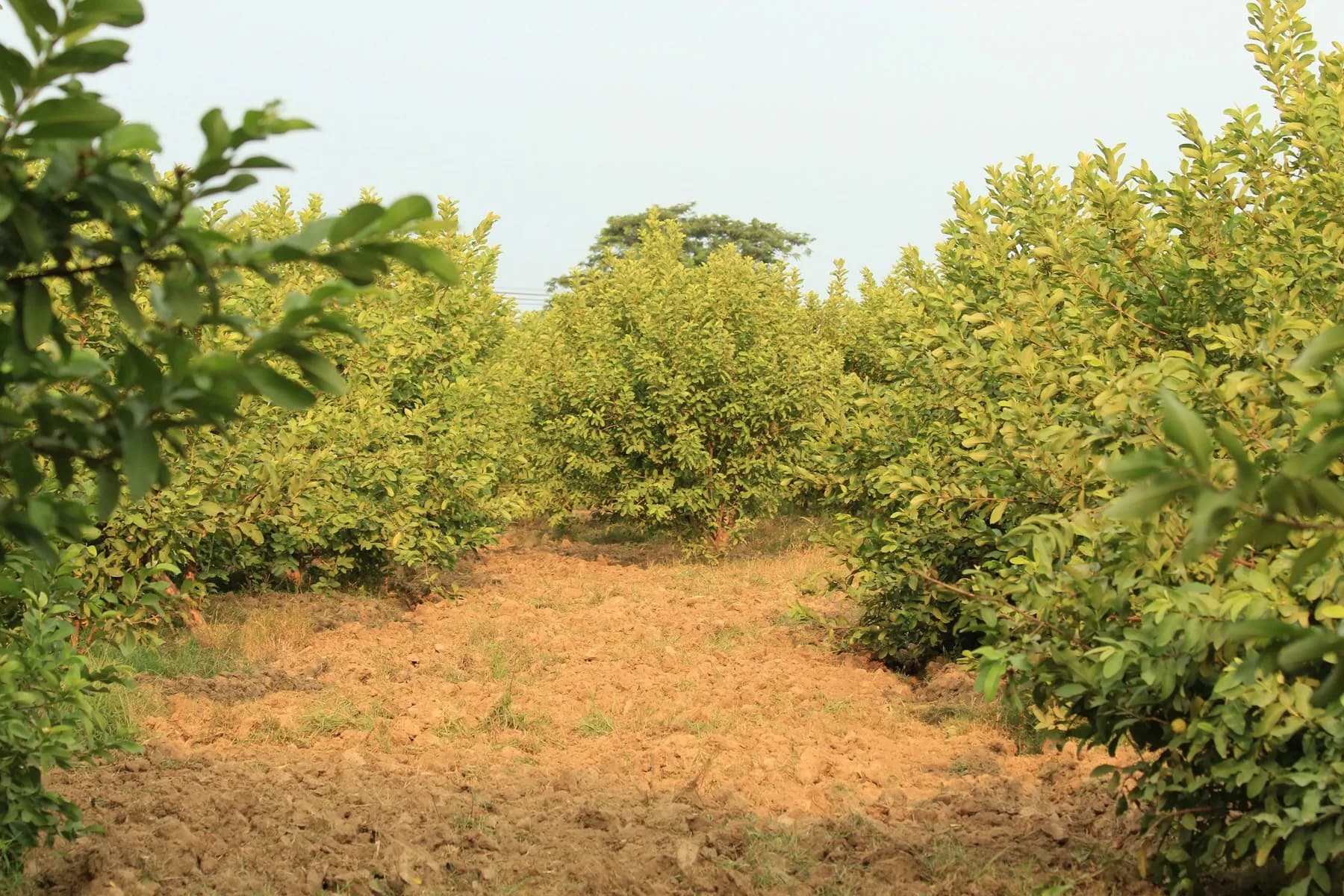 Rows of guava trees in an orchard with tilled soil between them