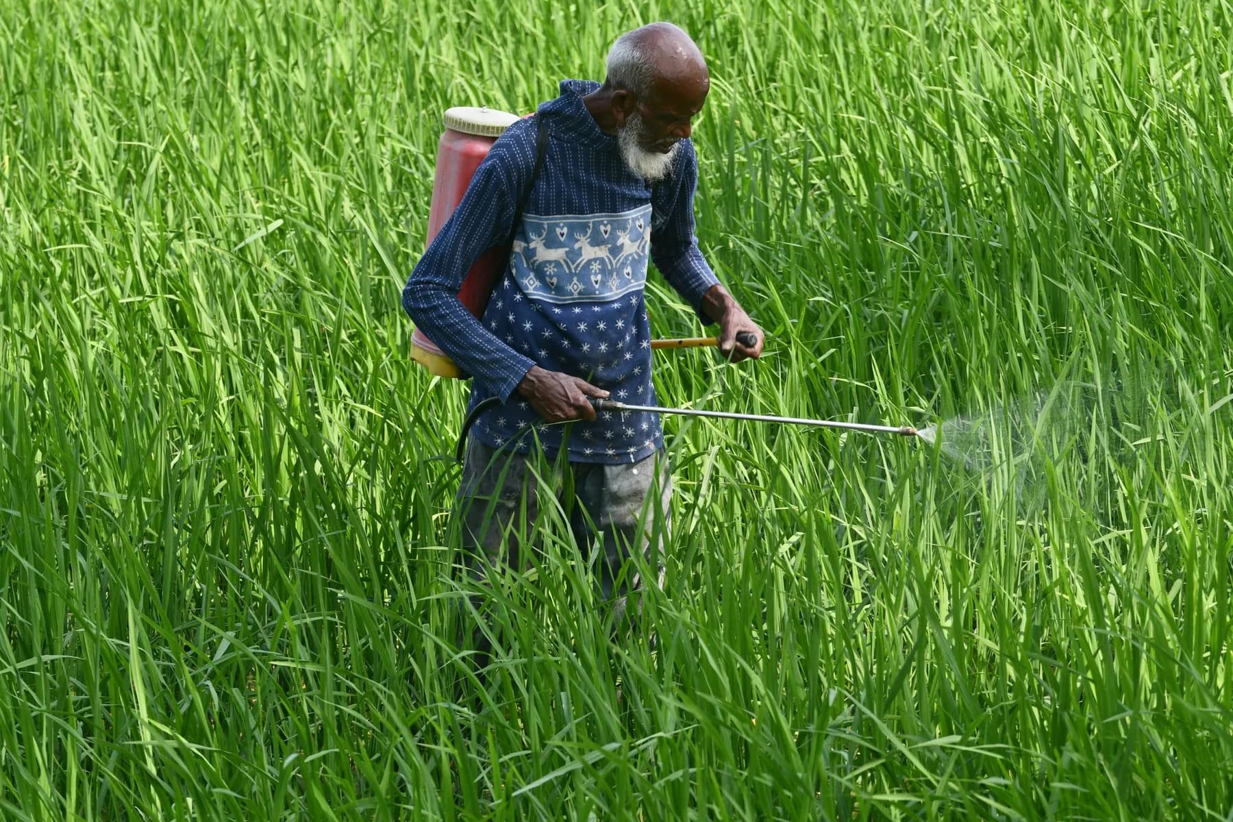 A farmer with a knapsack sprayer working through a paddy field