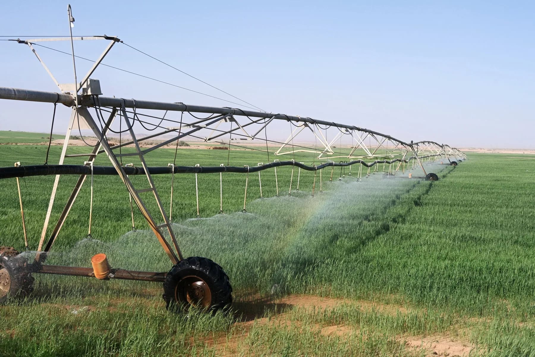 A centre-pivot irrigator watering a young green field