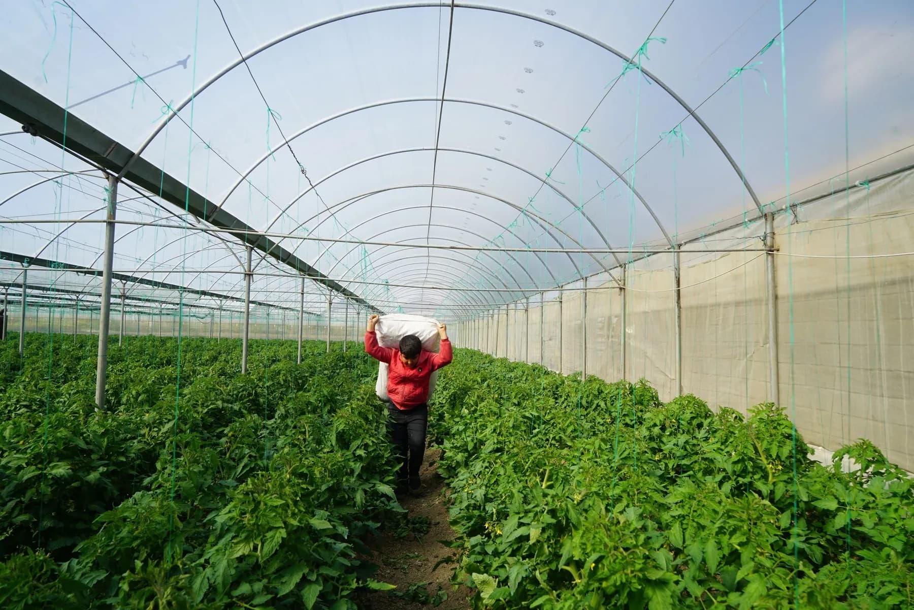 Rows of tomatoes growing under the arched frame of a polyhouse