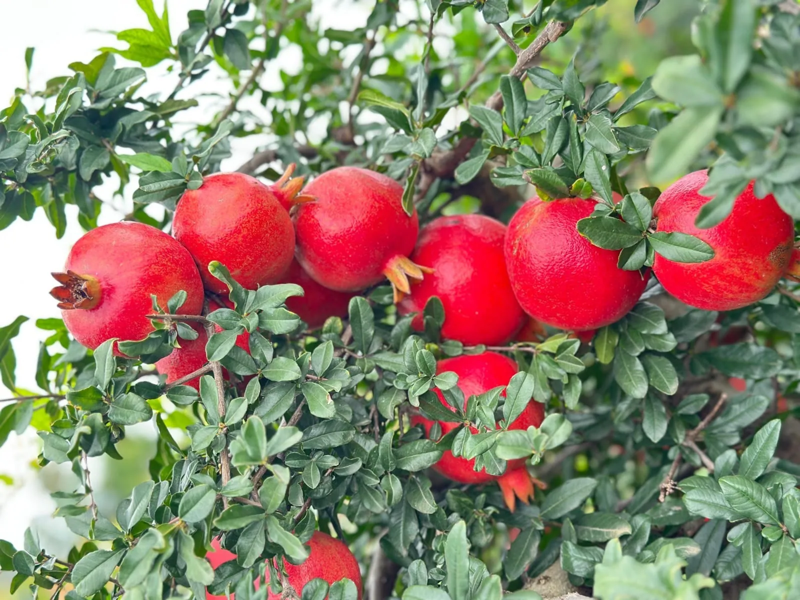 Ripe pomegranates clustered along a branch