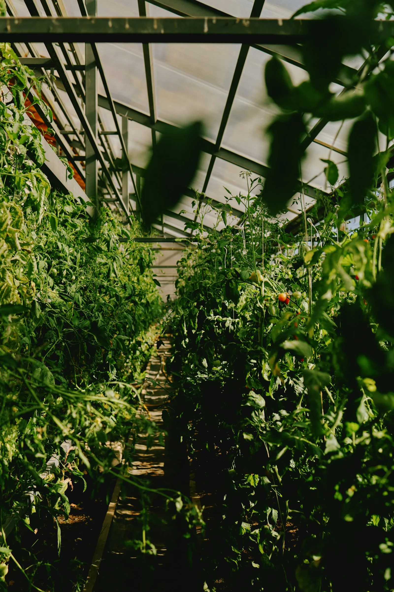 Staked tomato plants growing in long field rows