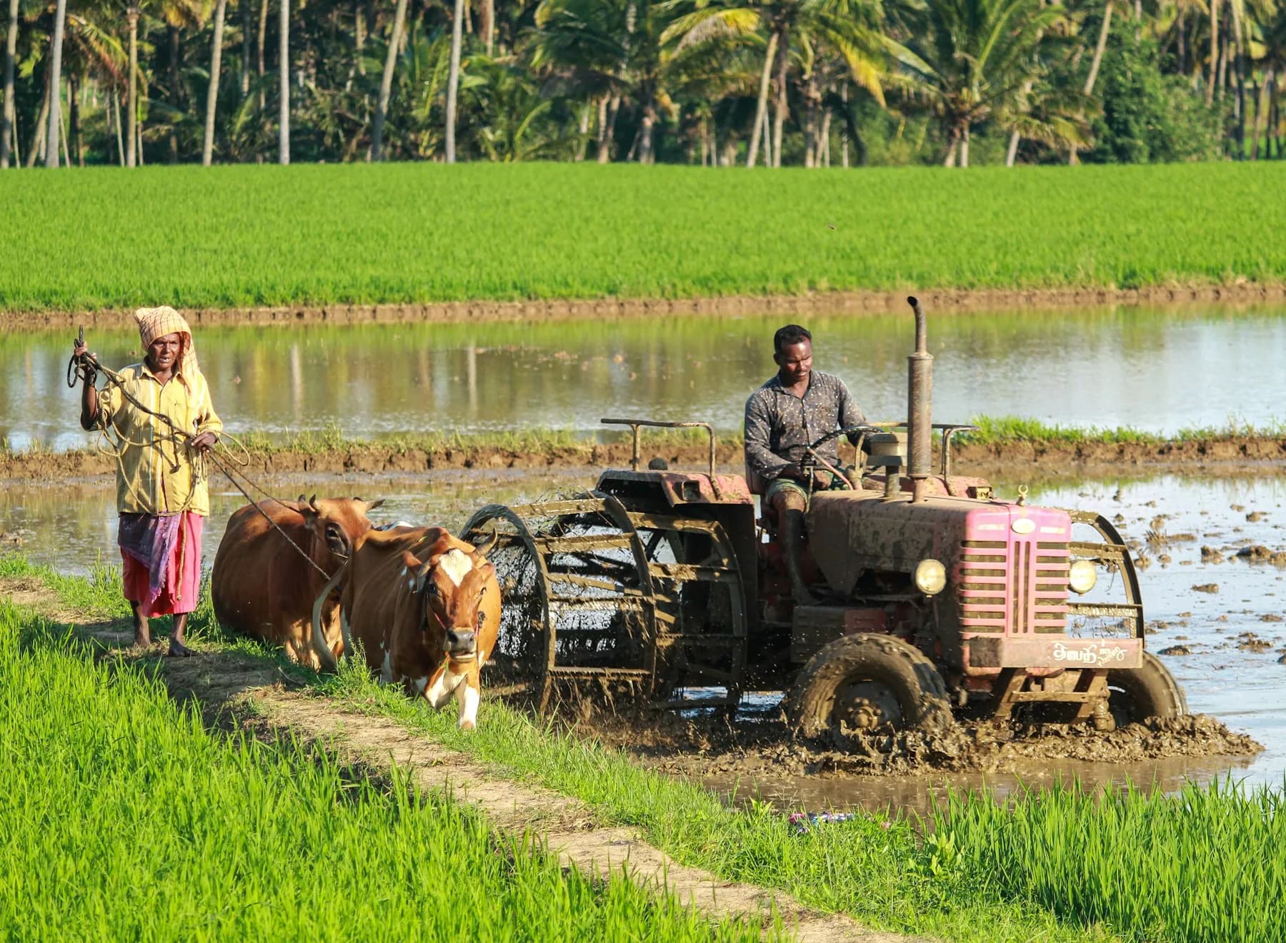 Indian farmers preparing a flooded paddy field with a tractor and bullocks