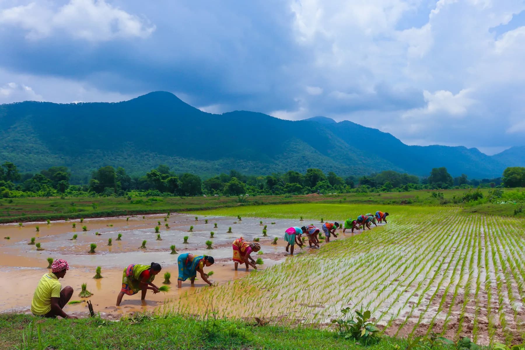 Farm workers transplanting paddy seedlings with hills in the distance
