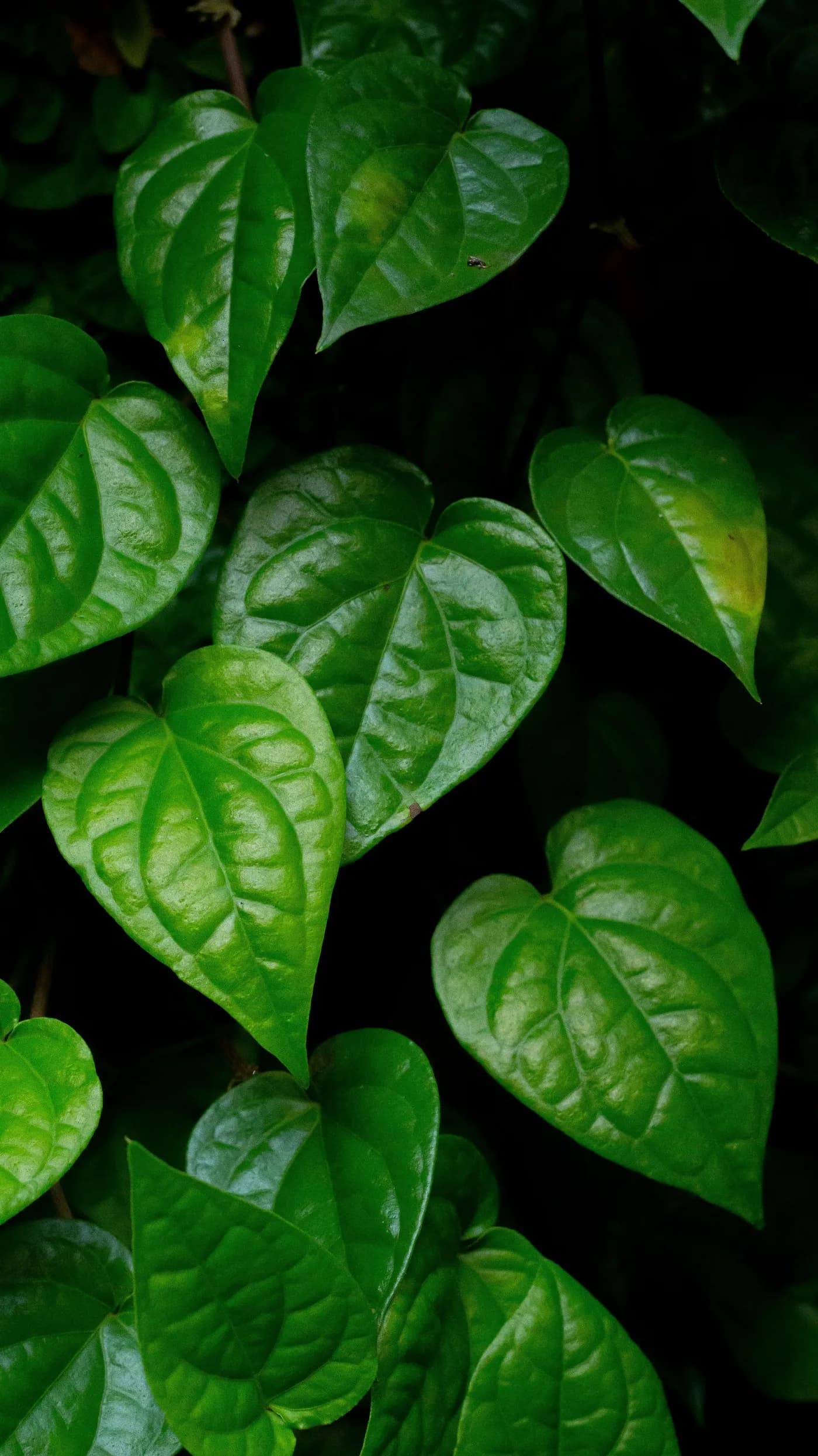 Betel vine leaves climbing in the shade