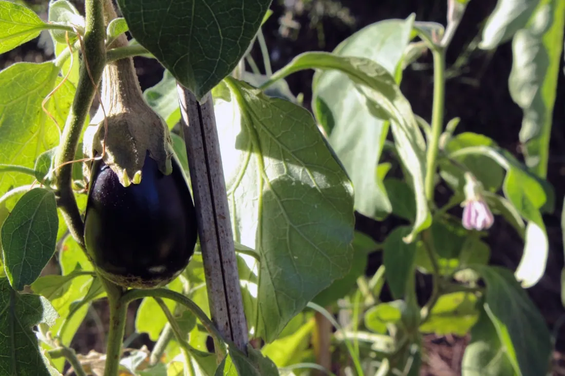 Dark purple brinjal fruit hanging on the plant