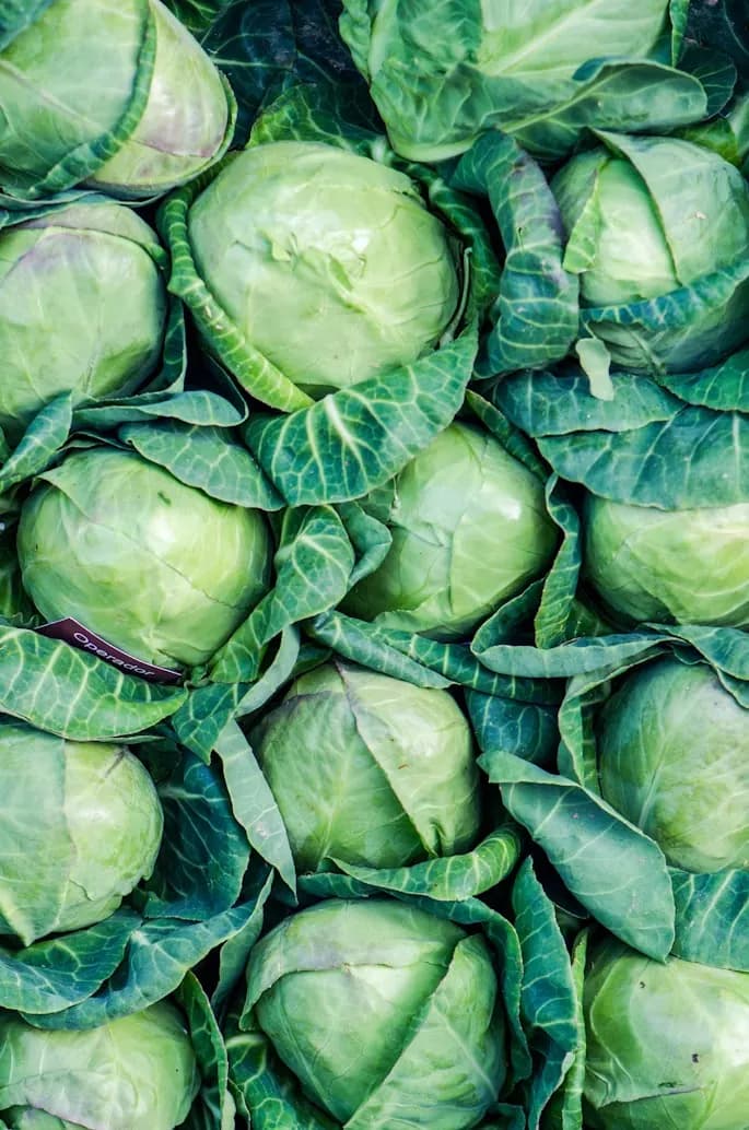 Heads of cabbage packed after harvest