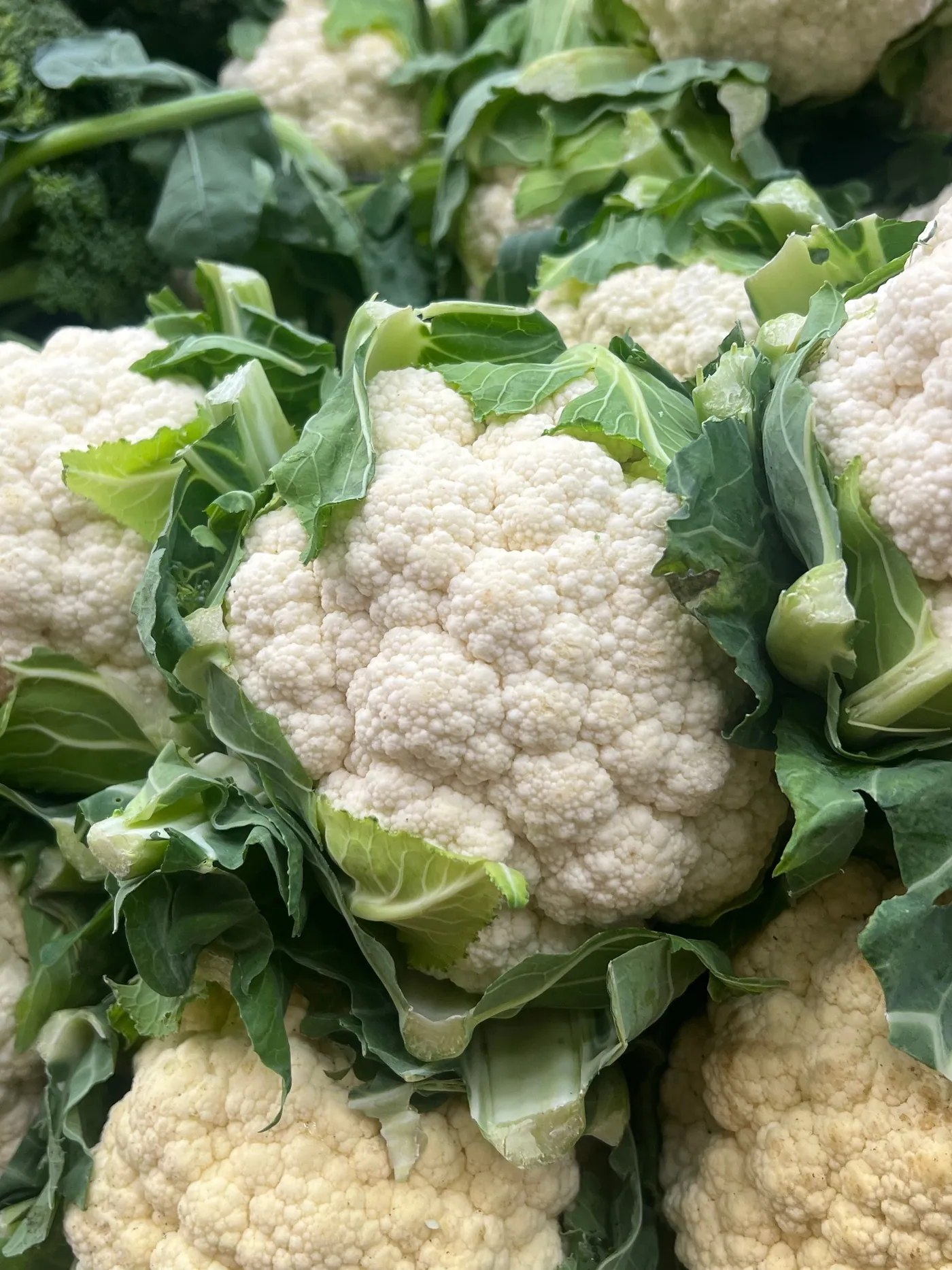 White cauliflower curds wrapped in their leaves