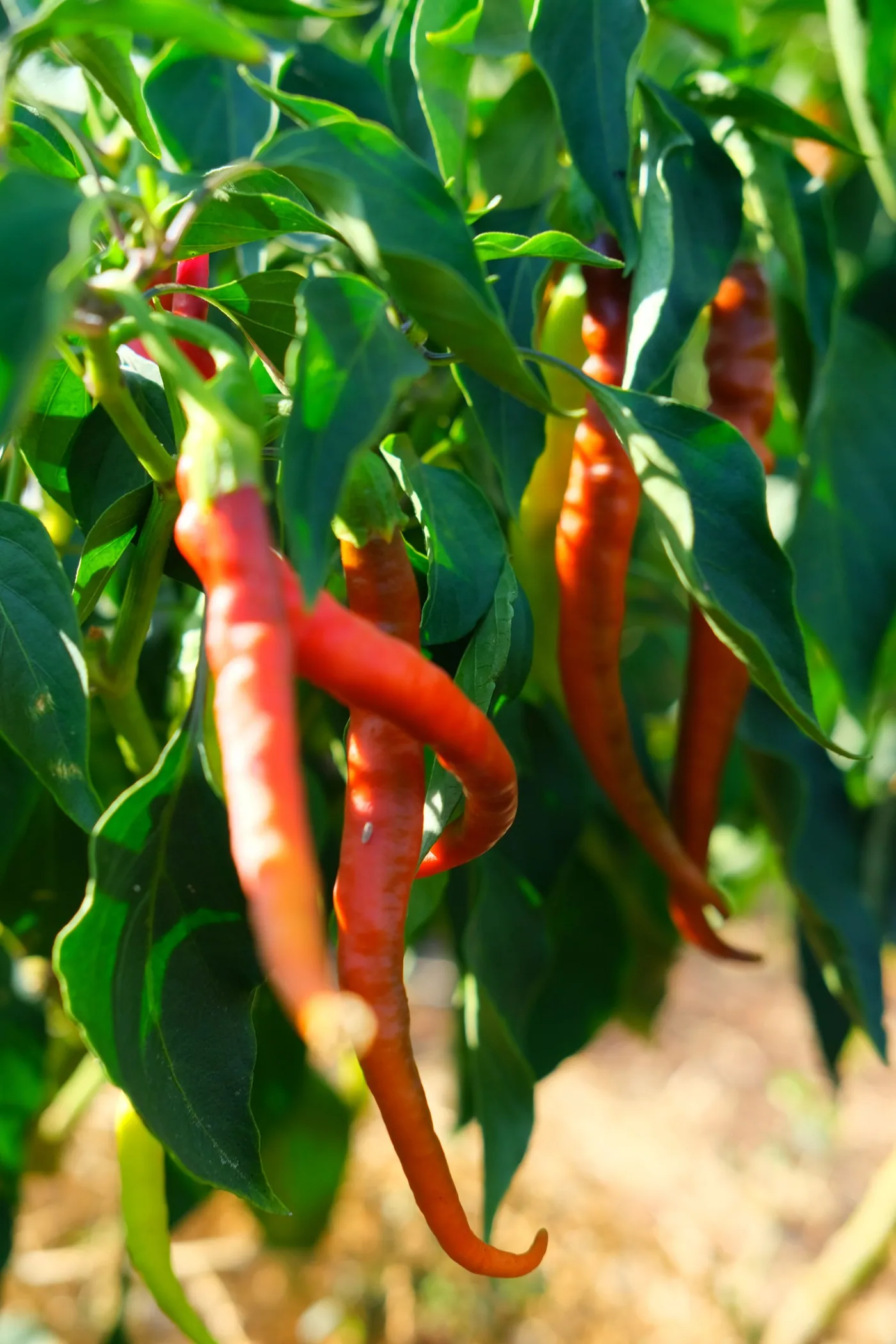 Red chillies ripening on the plant