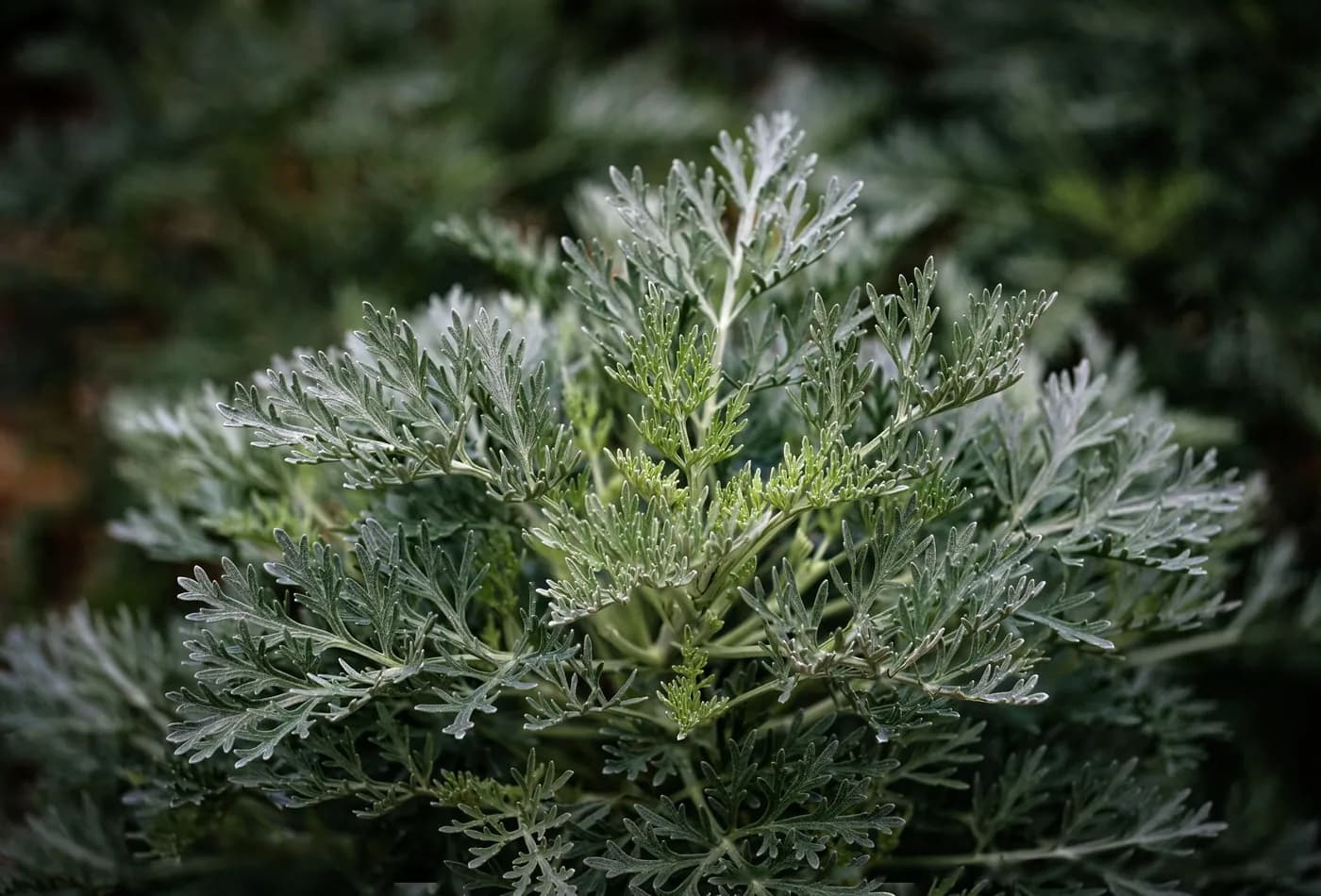 Silver-grey davana foliage