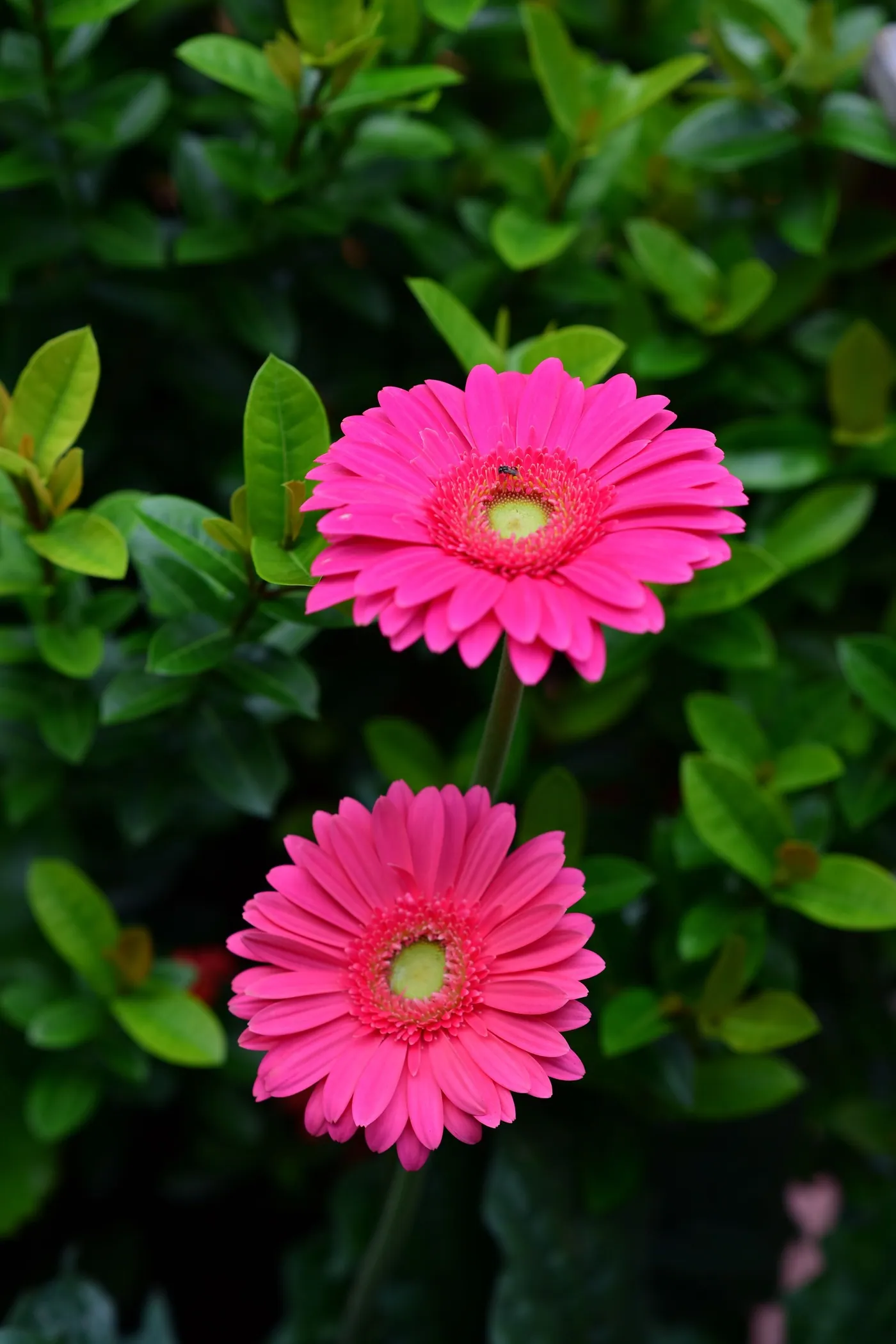 Two pink gerbera blooms on long stems
