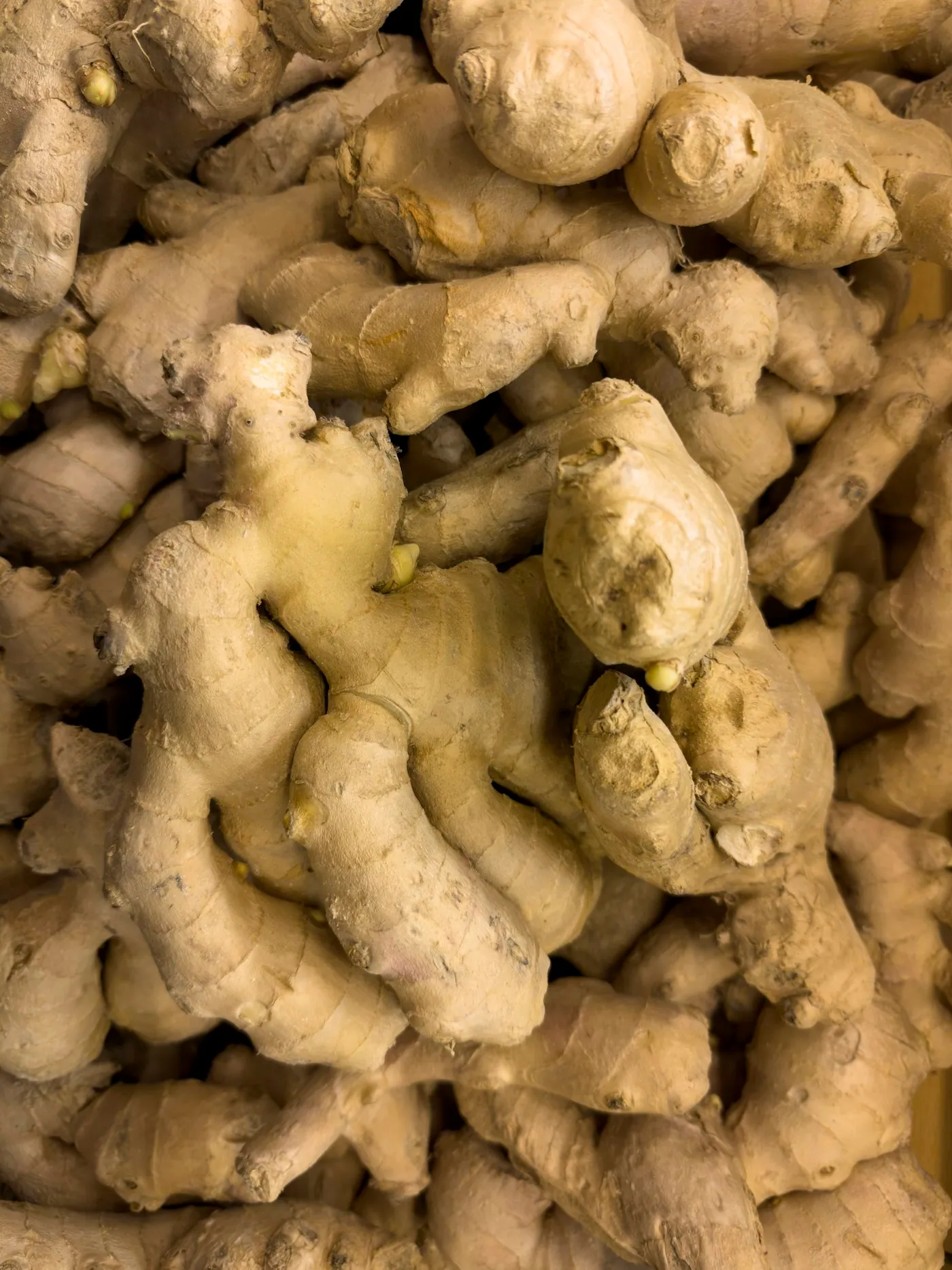 Freshly lifted ginger rhizomes