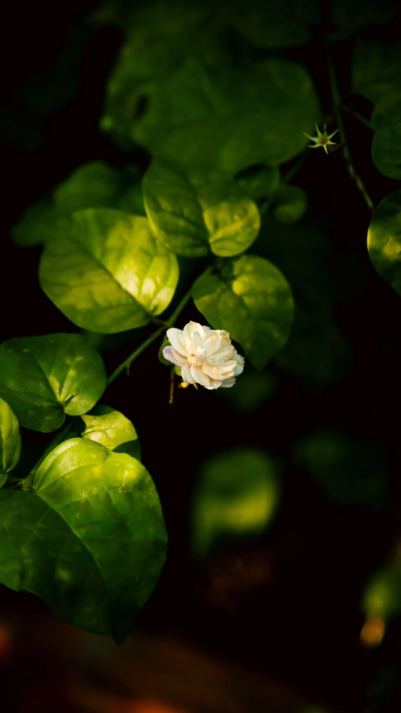 A jasmine flower open on the bush