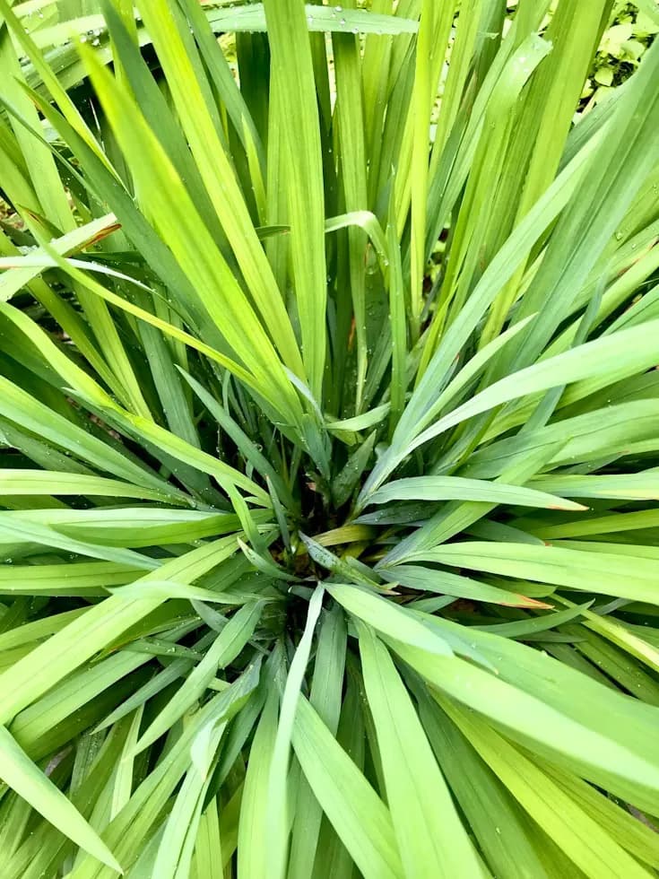 A clump of lemongrass seen from above