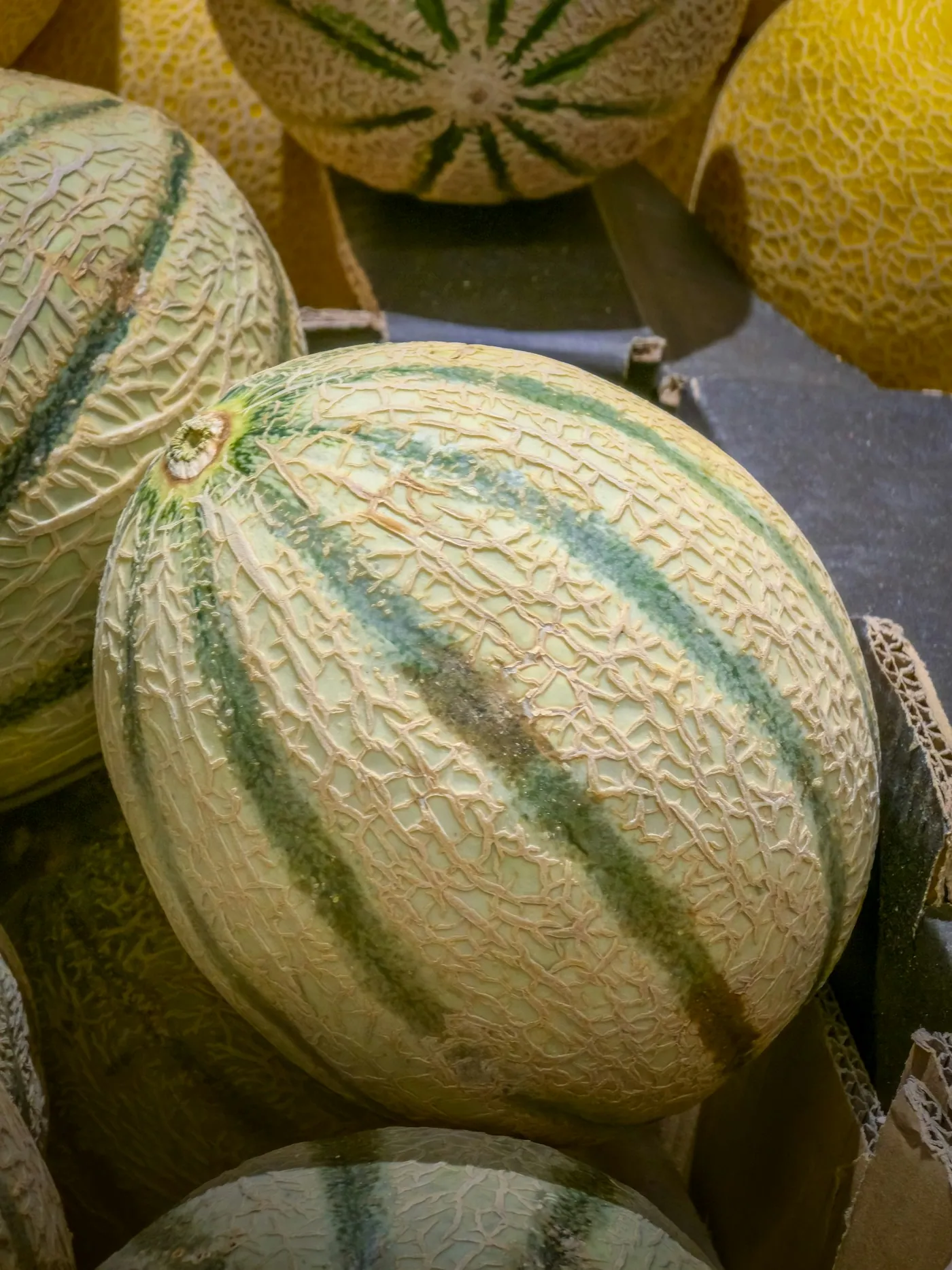 A netted muskmelon, close up