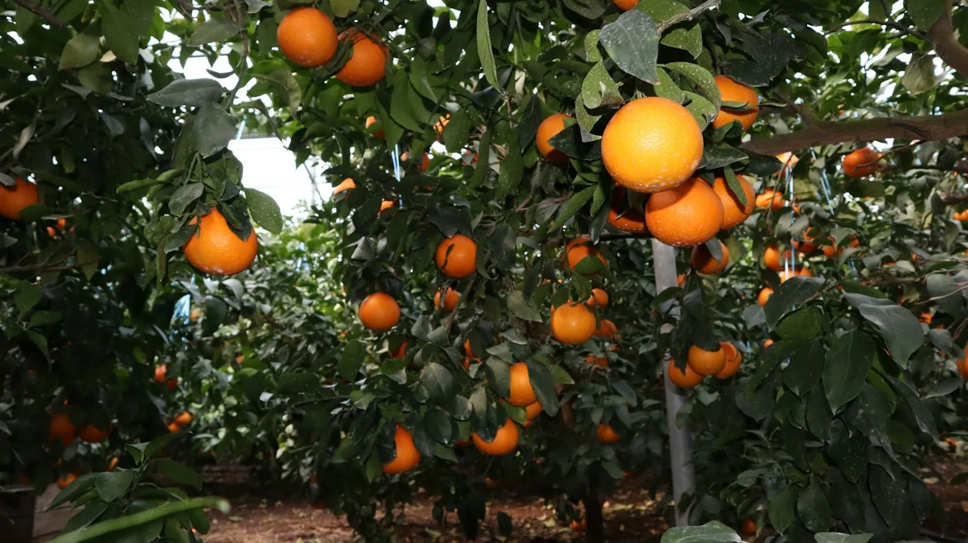 An orange tree carrying a full crop of ripe fruit