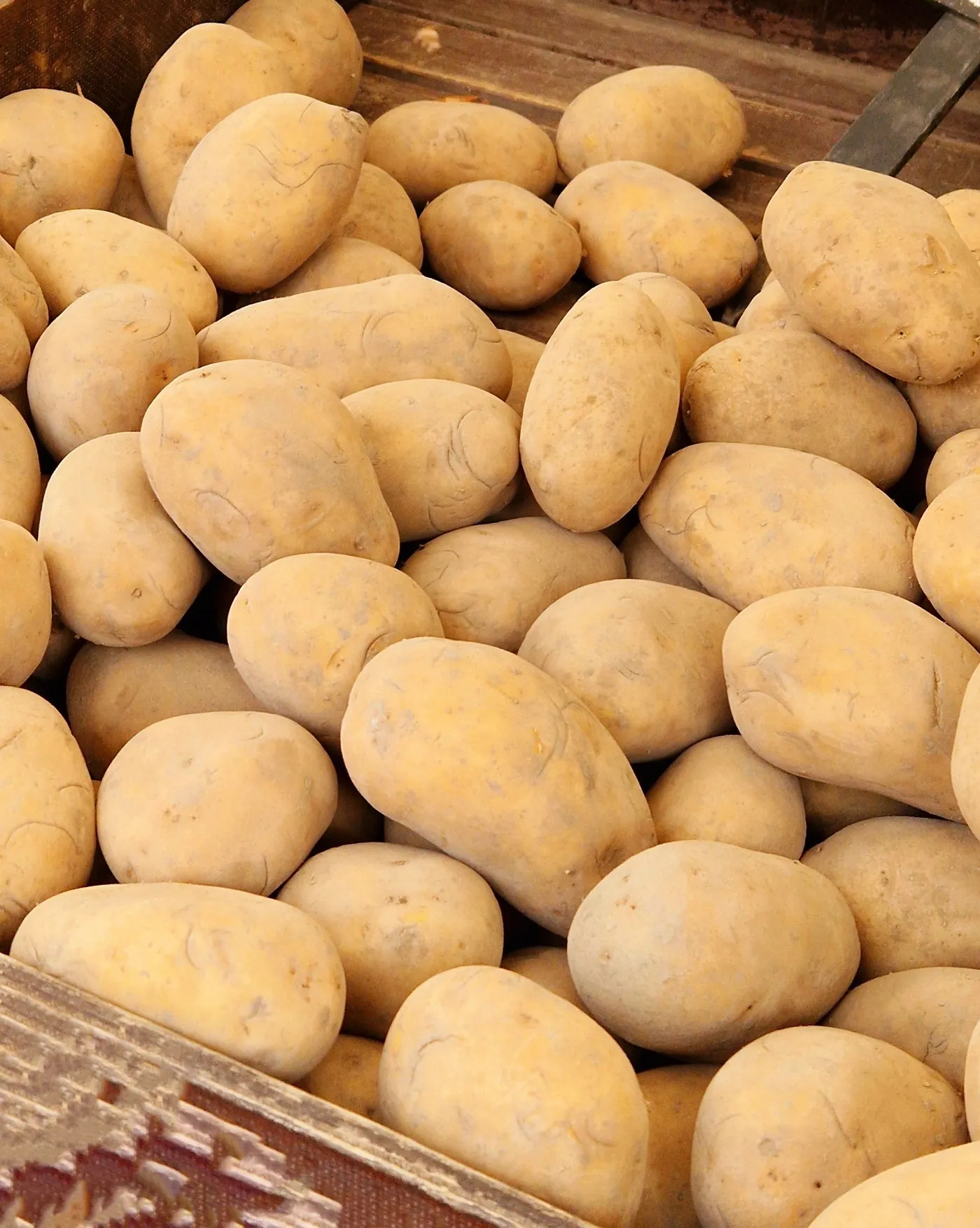 Freshly harvested potatoes piled in a crate