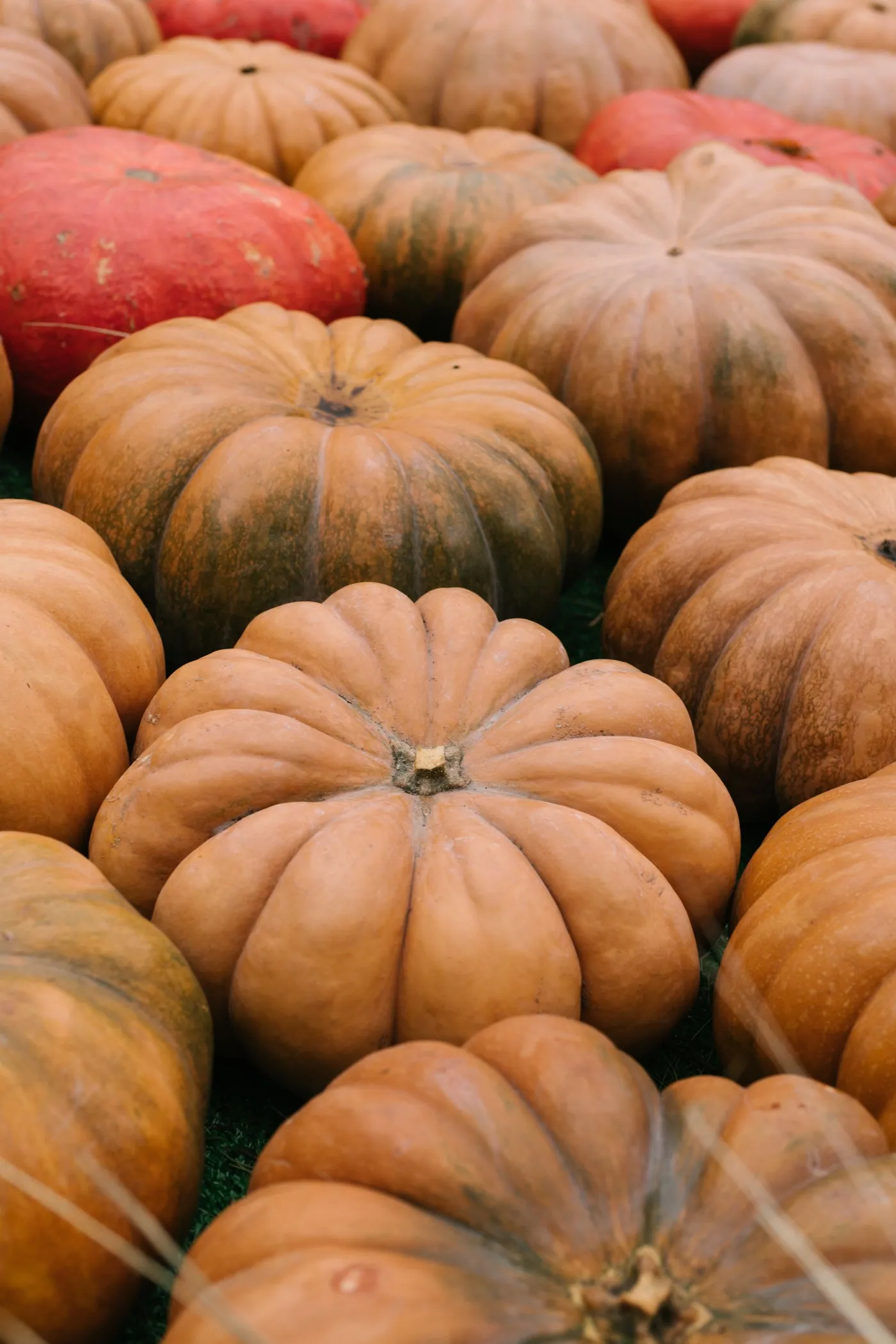 Harvested pumpkins stacked after grading