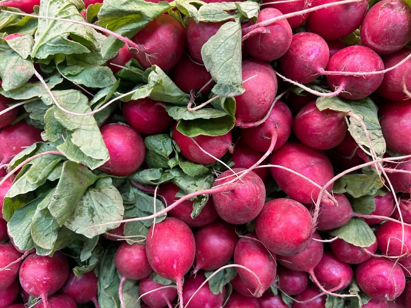 Bunches of red radish with their leaves