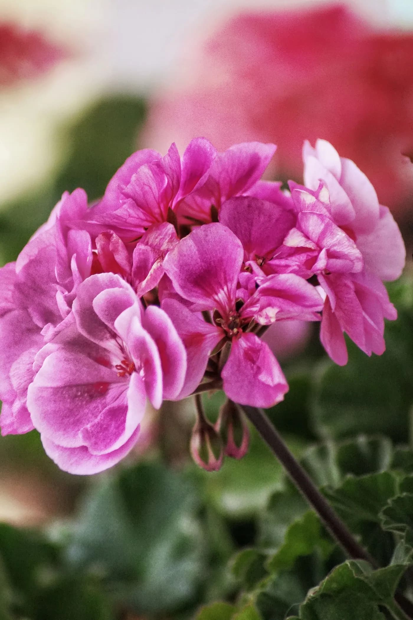 Rose geranium in bloom