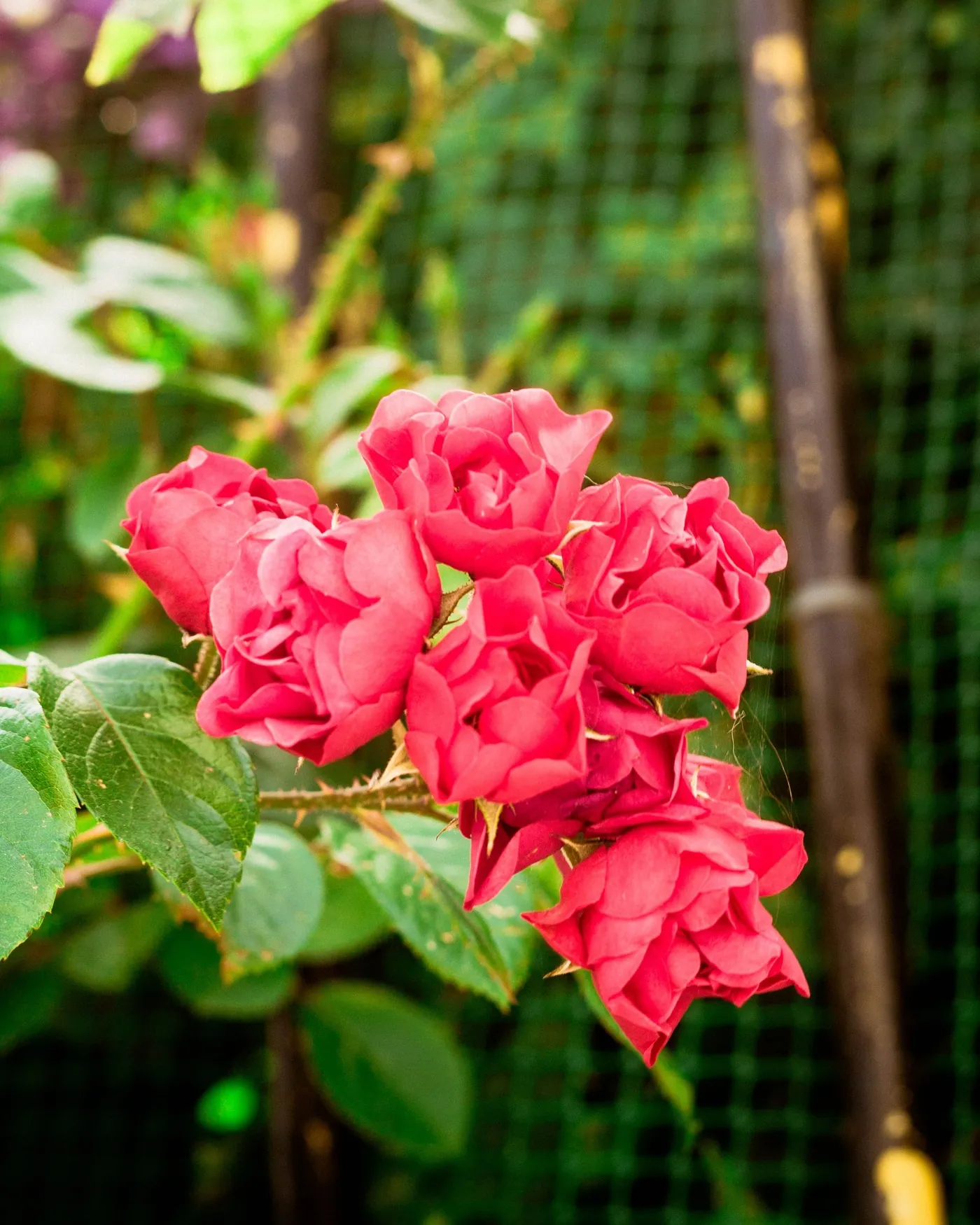 Red roses in bloom on the bush