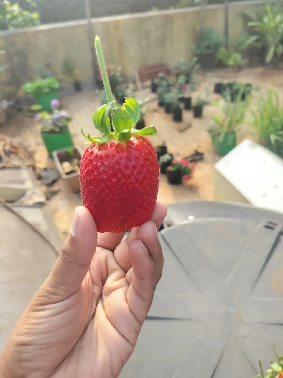 A ripe strawberry held up in the field