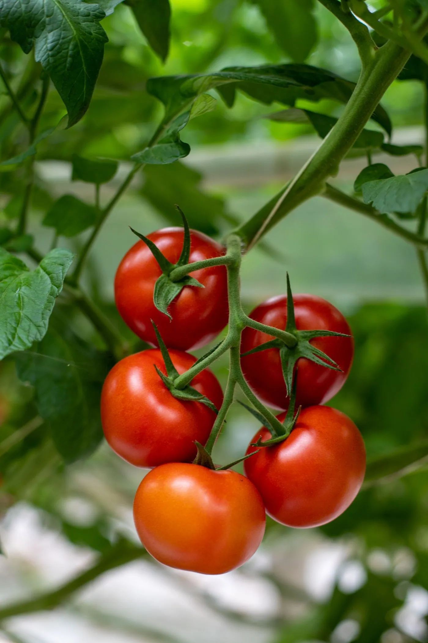 A truss of ripe tomatoes on the vine