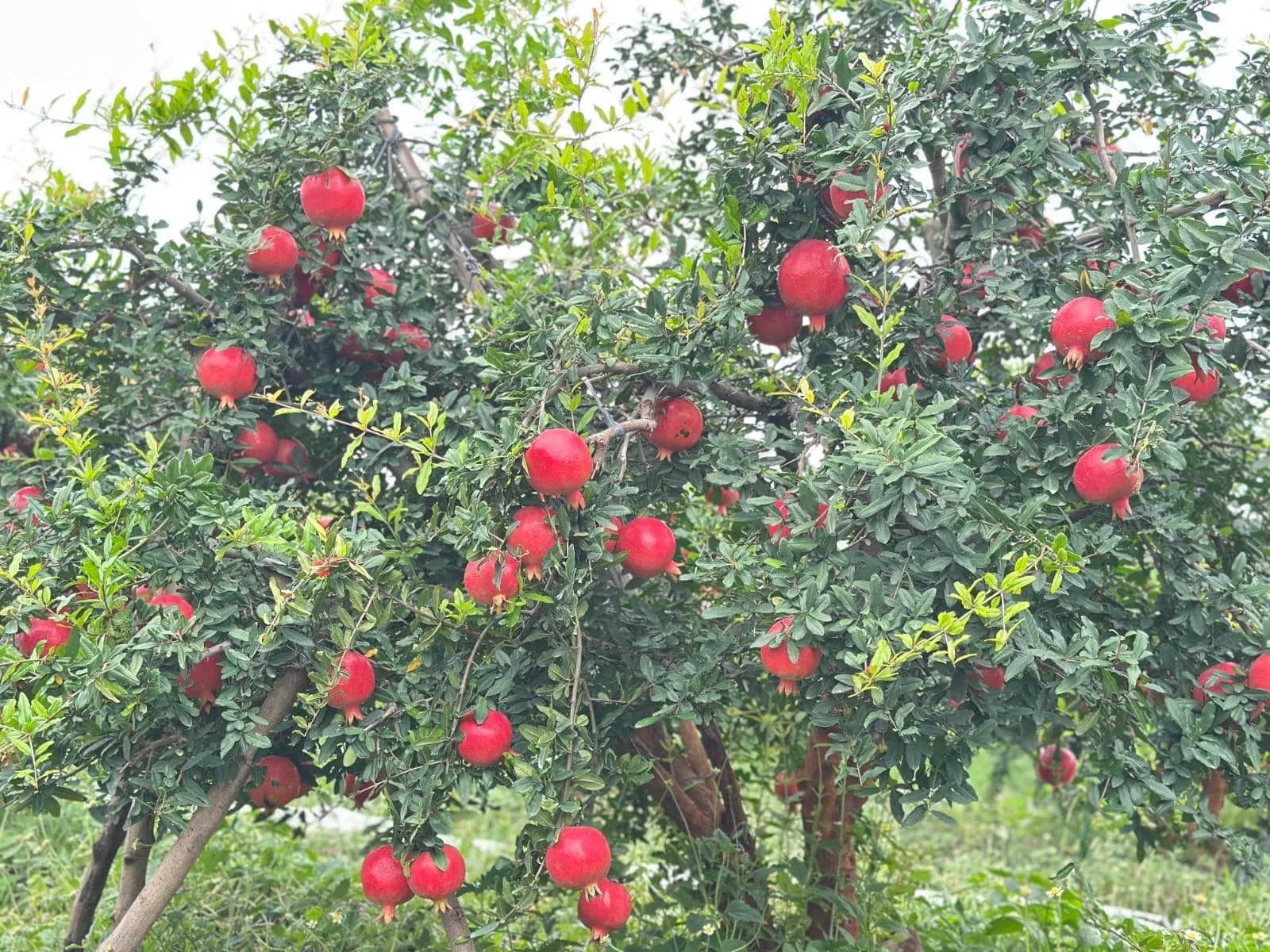 A pomegranate orchard, the trees heavy with ripe fruit