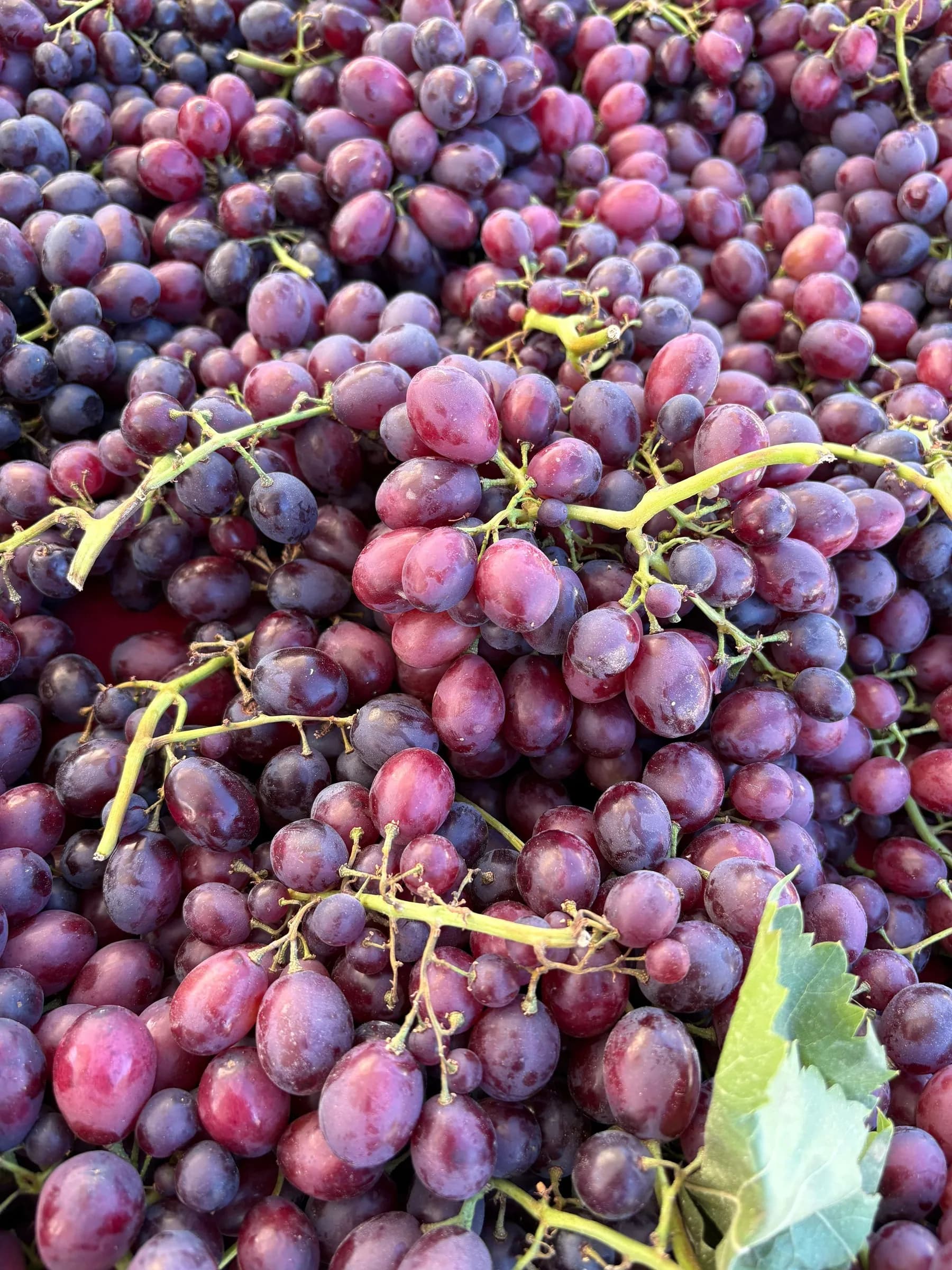 Freshly harvested red and black grapes